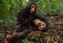 تفاعل اجتماعي - صورة لقردة أم مع ابنها