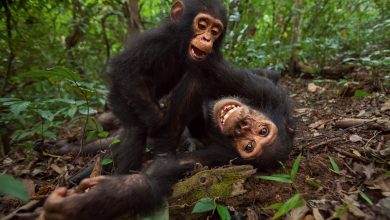 تفاعل اجتماعي - صورة لقردة أم مع ابنها