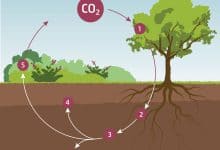تخزين الكربون - صورة لدورة الكربون
